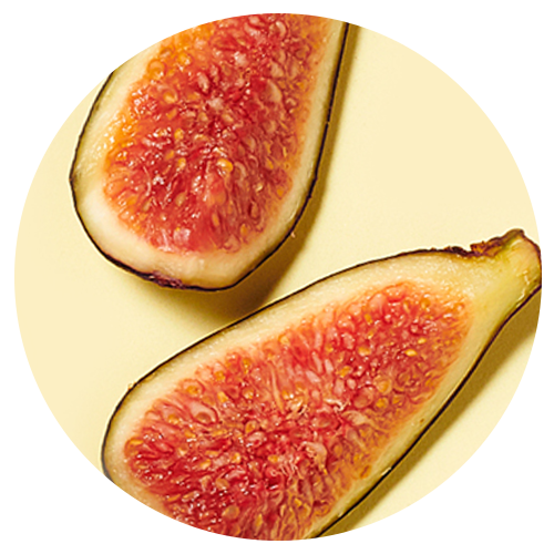 Fig Fruit Extract and Osmolytes image