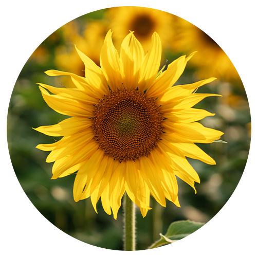 Sunflower + Ginger Root Oils image